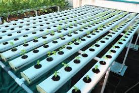 hydroponic kits in chennai balcony crops