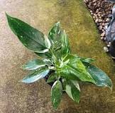 White Princess Philodendron For Sale