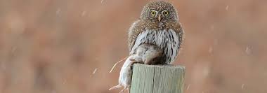 The hardships caused by properly caring for an owl are a big reason why it is best to leave them in the wild, as beautiful and captivating as. Can I Have A Wild Or Exotic Pet