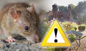 how to get rid of rats in the garden