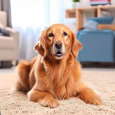 what carpet is best for pets storables