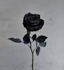black rose bouquet delivery