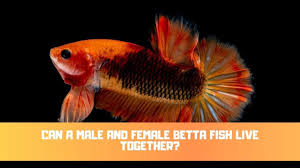 This video will explain this situation. Can A Male And Female Betta Fish Live Together Betta Care Fish Guide