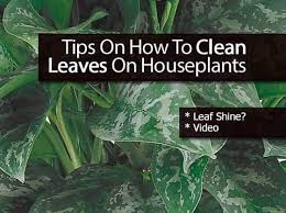 Clean Houseplant Leaves