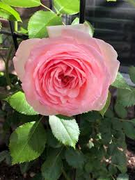 Maybe you would like to learn more about one of these? How To Fertilize Roses Which Fertilizer To Use And How Often To Use It