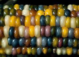 Glass Gem Corn And Other Heirloom