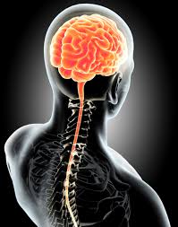 However, these parts are usually indistinguishable. Coronavirus May Attack The Central Nervous System Of Patients Health News Et Healthworld