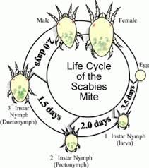 Scabies Mite Life Cycle Mites On Dogs Home Remedies For