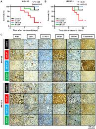 Evaluation Of Pro And Anti Tumor Effects Induced By Three