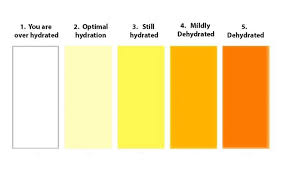 Are You Dehydrated Our Pee Colour Chart Will Tell You The