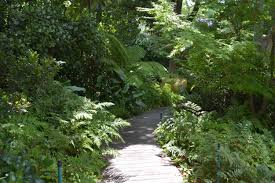 indigenous plants for a shady garden