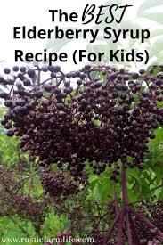 the best elderberry syrup recipe for