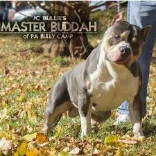 Pitbull puppies blue nose for sale. Litter Of 8 American Bully Puppies For Sale In York Pa Adn 46844 On Puppyfinder Com Gender Male S And Female S Ag American Bully Puppies Puppies For Sale