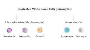 polymorphonuclear leukocytes