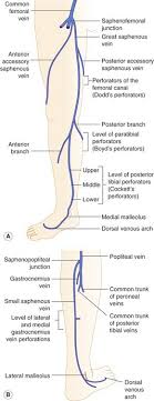 Anatomy Of The Lower Limb Venous System And Assessment Of