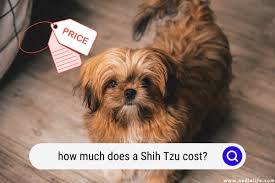 how much does a shih tzu cost 2023
