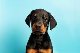 doberman puppy images browse 109