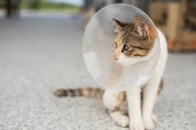how to feed a cat with a cone 7 vet