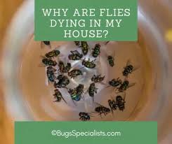 Why Are Flies Dying In My House Pest