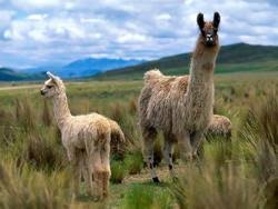 llama meaning in urdu the urdu dictionary