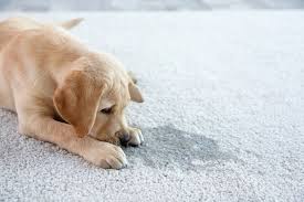 why is my dog licking the carpet and