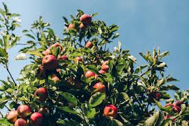 Ash trees with crown dieback from the top down and yellowing foliage are typically infested with the now is the time to keep your eyes open for these devastating pests. How Do I Keep My Apple Tree Healthy And Happy In Denver Fielding Tree And Shrub Care