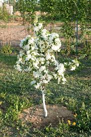 In the middle lane, it is thus possible to form a crown in varieties with medium and weak growth strength: How To Choose An Apple Tree