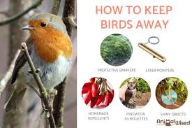 keeping birds away commercial and