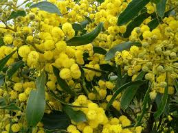 Acacia - or Wattle. To celebrate Wattle Day, September 1st. @ ExplorOz Blogs