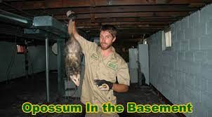 Possum In The Basement Opossum In The