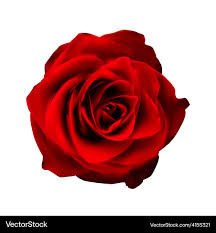 realistic red rose high quality royalty