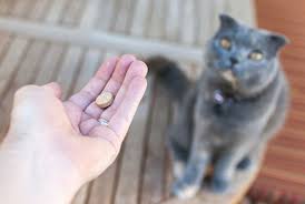 Once the stone has been examined, your vet and if bladder stones go untreated, they can cause other problems, too. Crystals In Cat Urine And How To Treat Them Blue Buffalo