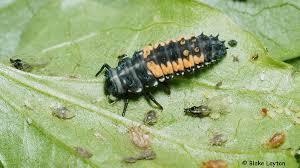 Multicolored Asian Lady Beetle Larva