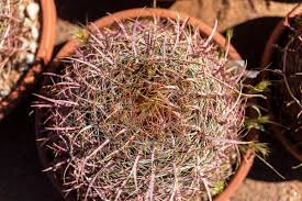In the last 8 years, this home has increased its value by 311%. A Red Barrel Cactus At Cactus Joe S In Las Vegas Benjamin Hager Las Vegas Review Journal Be Las Vegas Review Journal