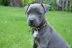The eyes of the american staffordshire terrier are black and round, with a stern expression that can be perceived as both intimidating and alert. American Staffordshire Terrier Puppies Doglers