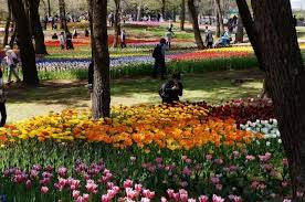 Spring Flowers Around Japan