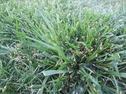 Tall fescue is a thick bladed fast growing and uncontrollable perennial grass that usually grows in clumps in the middle of a lawn. Is It Tall Fescue And If So How Do I Get Rid Of It 333410 Ask Extension