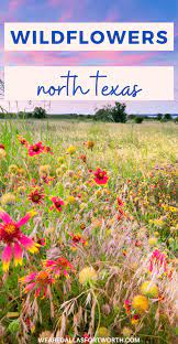 Wildflower Spots In North Texas That