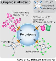 Peroxisomes can be found in the cytoplasm of all eukaryotic cells, including both animal and plant cells. Artificial Import Substrates Reveal An Omnivorous Peroxisomal Importomer Yang 2018 Traffic Wiley Online Library