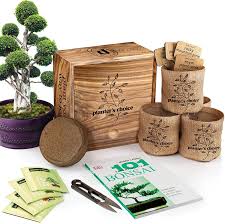 diy bonsai gardening gift