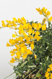 Chi di voi non conosce la tipica pianta gialla profumata che si regala solitamente nella giornata della donna? Cytisus Praecox Viridea Fiori Gialli Fiori Rari Fiori Primaverili