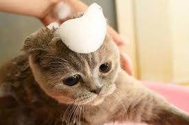 Always use a high quality. Can You Use Baby Shampoo On Cats
