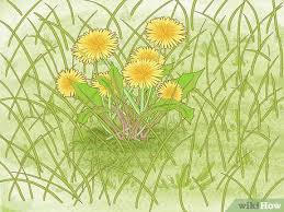 If you know the name of the weed then use the following list to view it. 4 Ways To Identify Weeds Wikihow