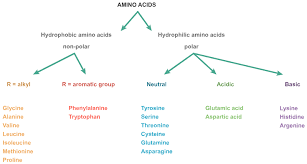 6 Amino Acids Chart Mcat Amino Acids Chart Mcat Www