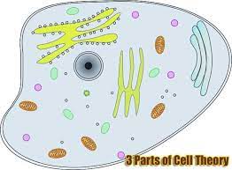 3 parts of cell theory modern cell