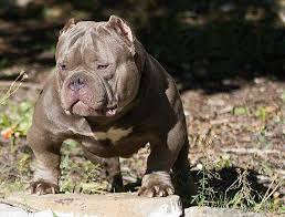 American Bully Questions Answers Ask Us Anything