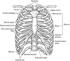 Anterior view of the thoracic cage image source. Bones And Joints In The Thoracic Region Dummies