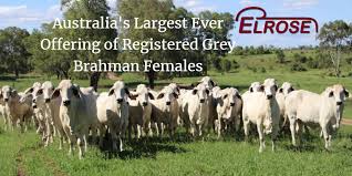 Affected brahman cattle grow poorly and have muscular weakness and neurologic disease. Elrose Brahman Stud Australia S Largest Brahman Stud Breeder