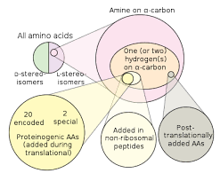 An essential amino acid, or indispensable amino acid, is an amino acid that cannot be synthesized from scratch by the organism fast enough to supply its demand, and must therefore come from the diet. Proteinogenic Amino Acid Wikipedia