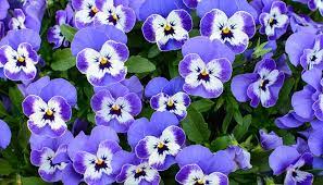 7 Most Colorful Annuals For Spring